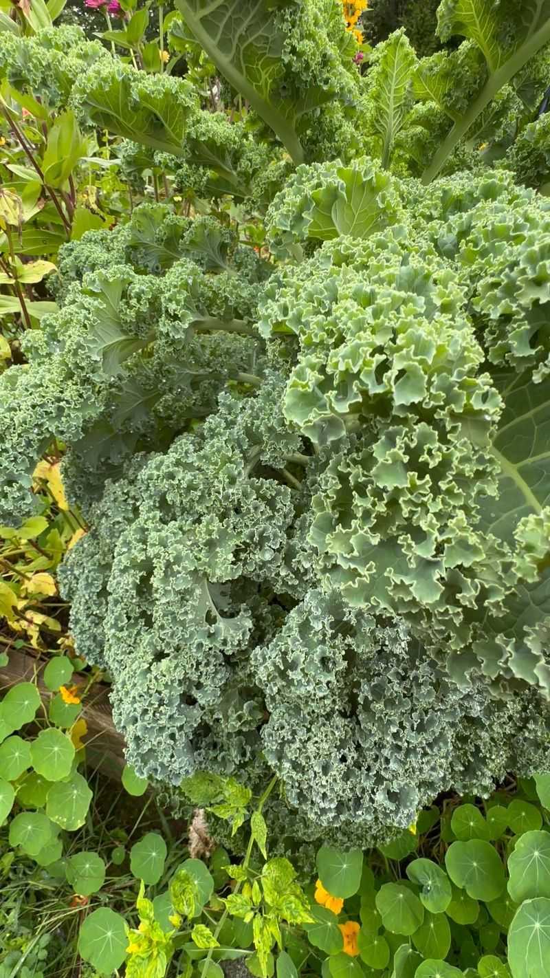 Kale: Sweeter Leaves In Cold-Weather Containers