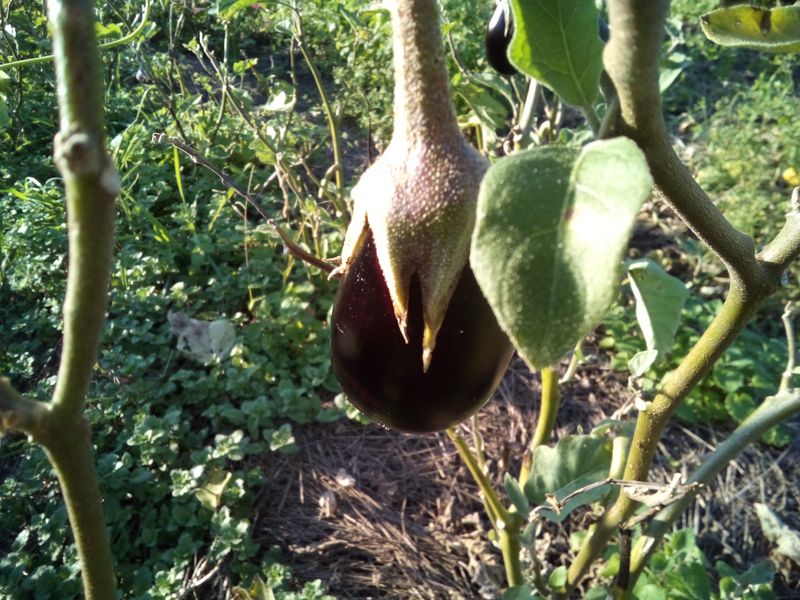 Eggplant - Pest Magnets