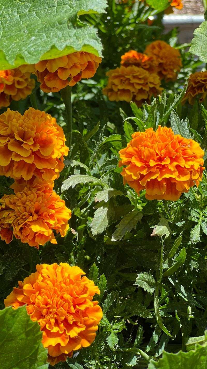 Peppers and Marigolds: Colorful Defenders