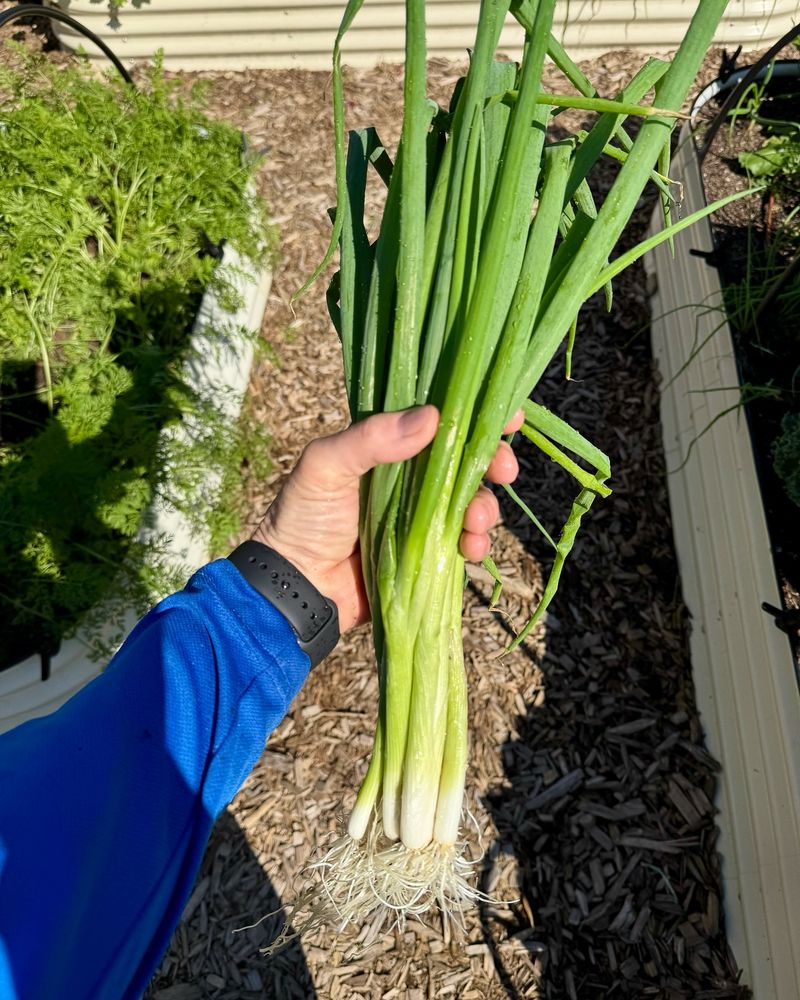 Green Onions