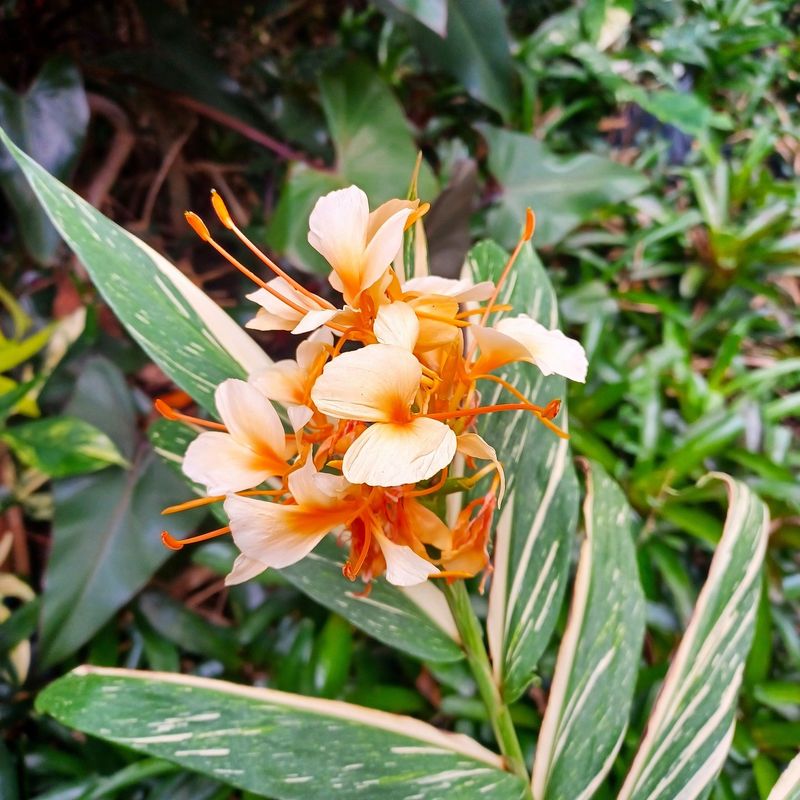 Single-Specimen Showstoppers