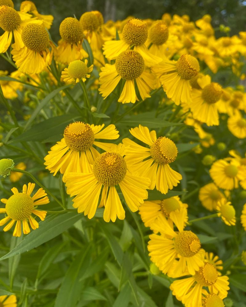 Sneezeweed