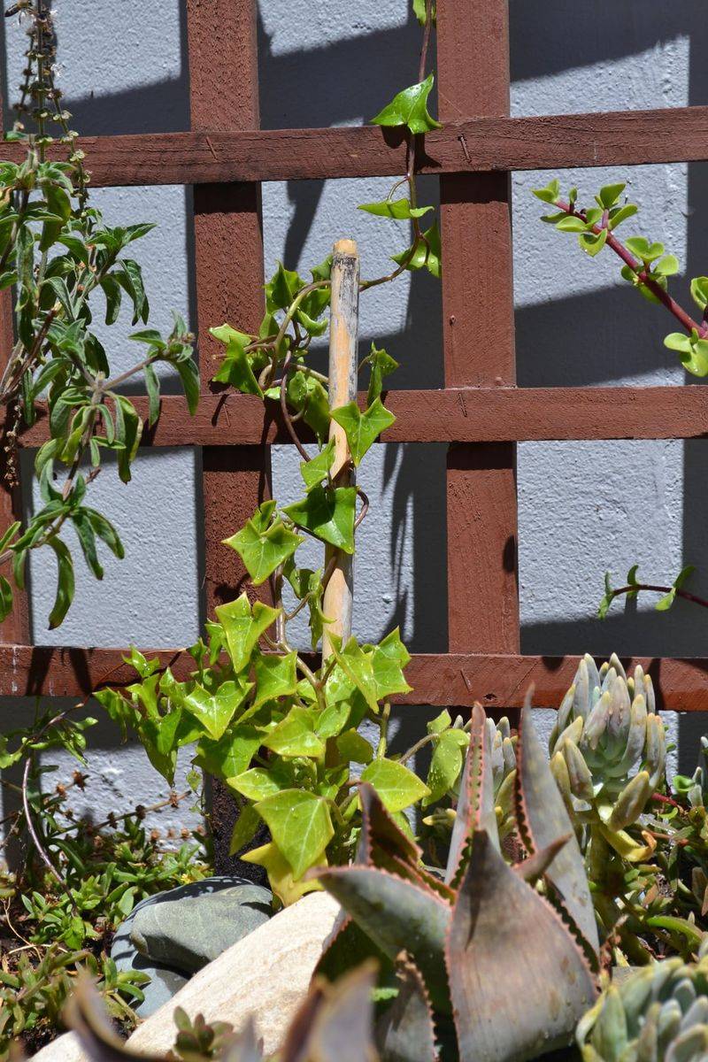 Canary Creeper