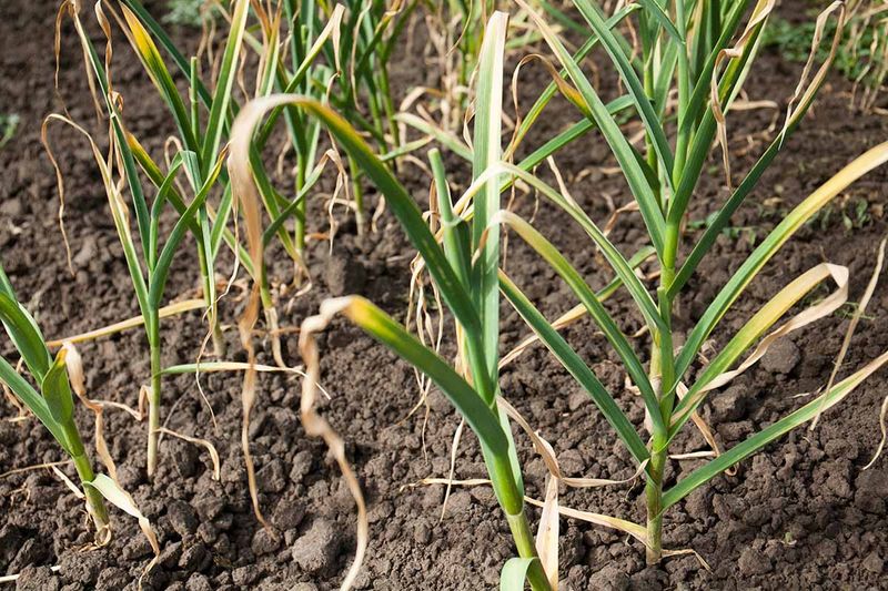Overwatering Your Crop