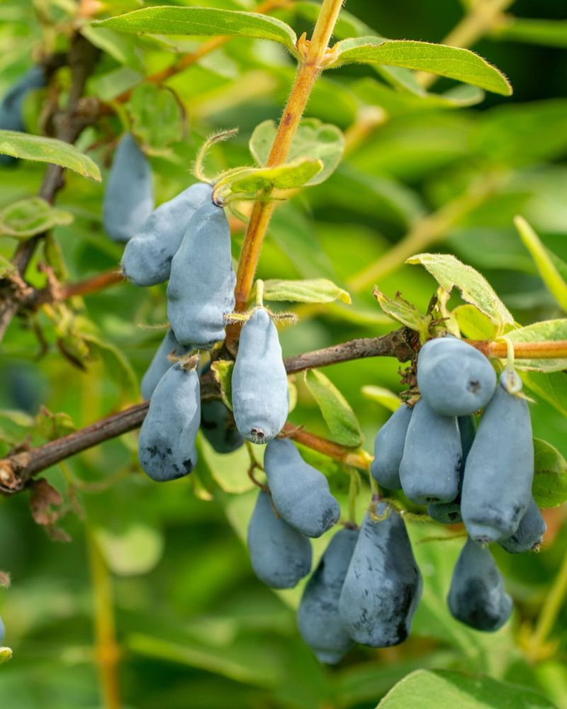 Honeyberries