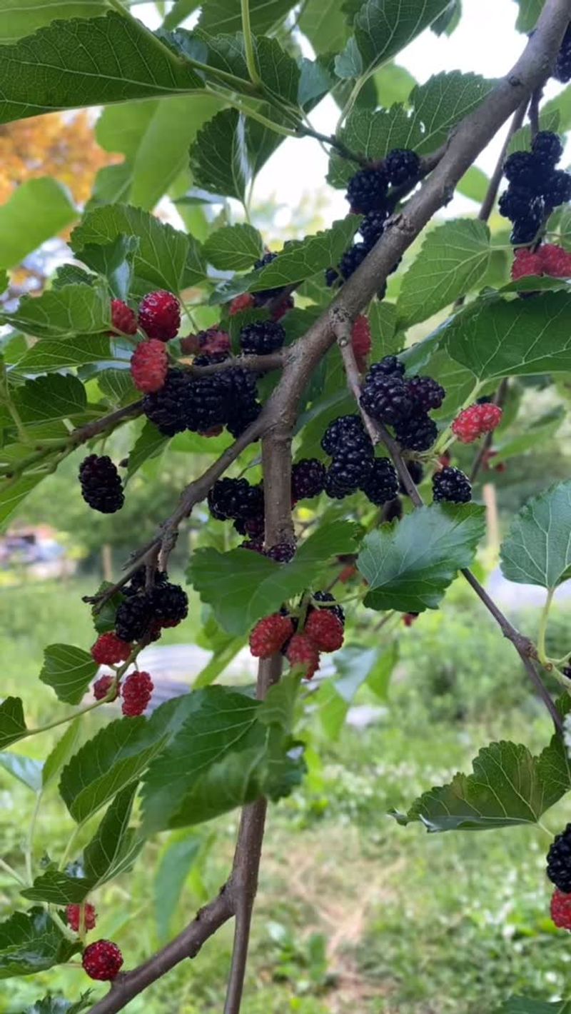 Mulberries: The Lazy Gardener's Dream
