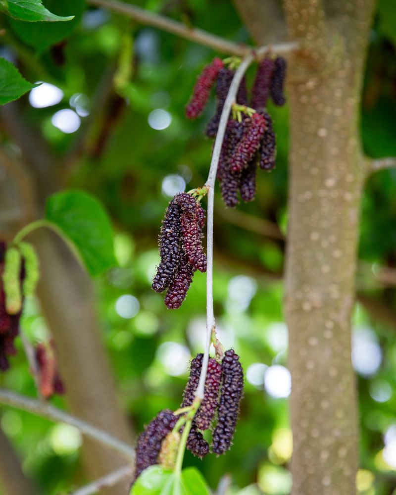 Mulberries