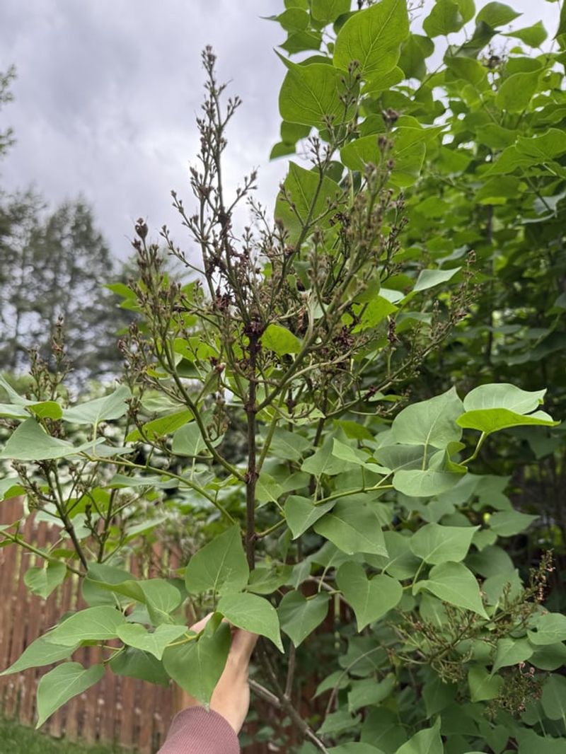 Thin Interior Branches