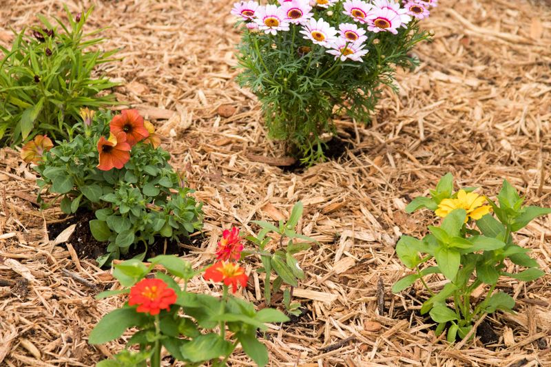 Mulch Around Plants