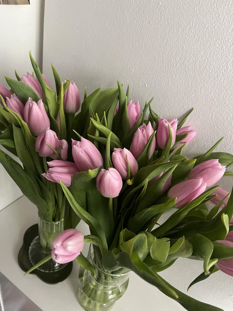 Condition Cut Tulips Properly