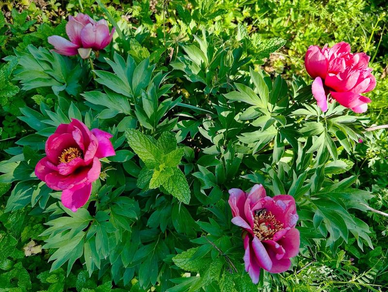 Competition From Nearby Plants