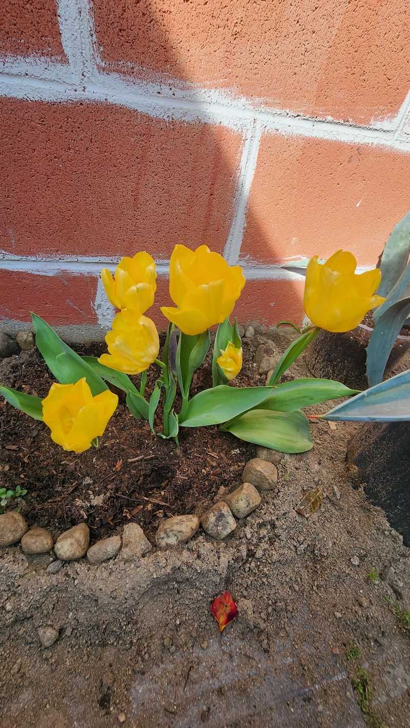 Improper Watering Habits