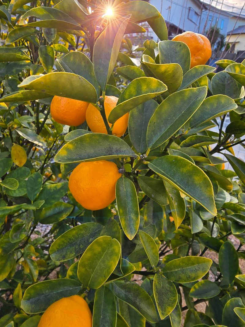 Citrus Trees