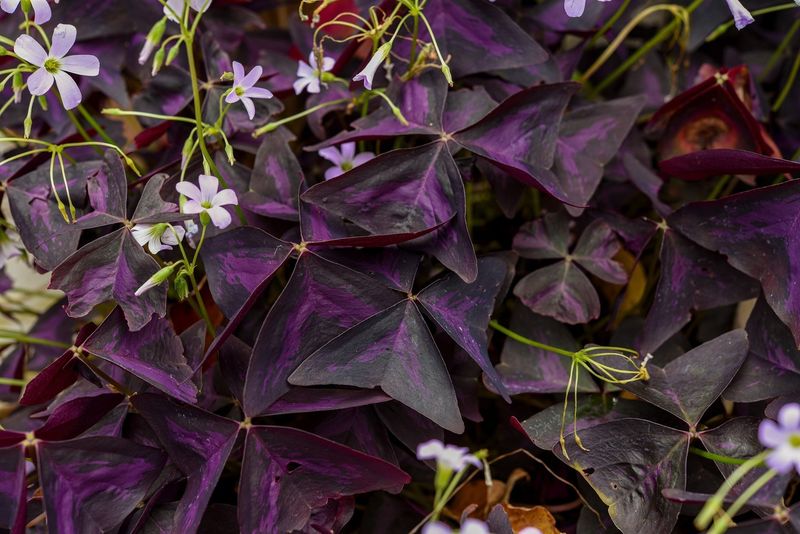 Oxalis (Purple Shamrock)