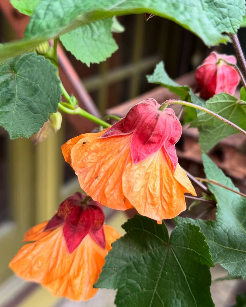 Abutilon