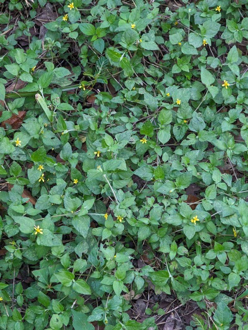 Uncontained Spreading Groundcovers