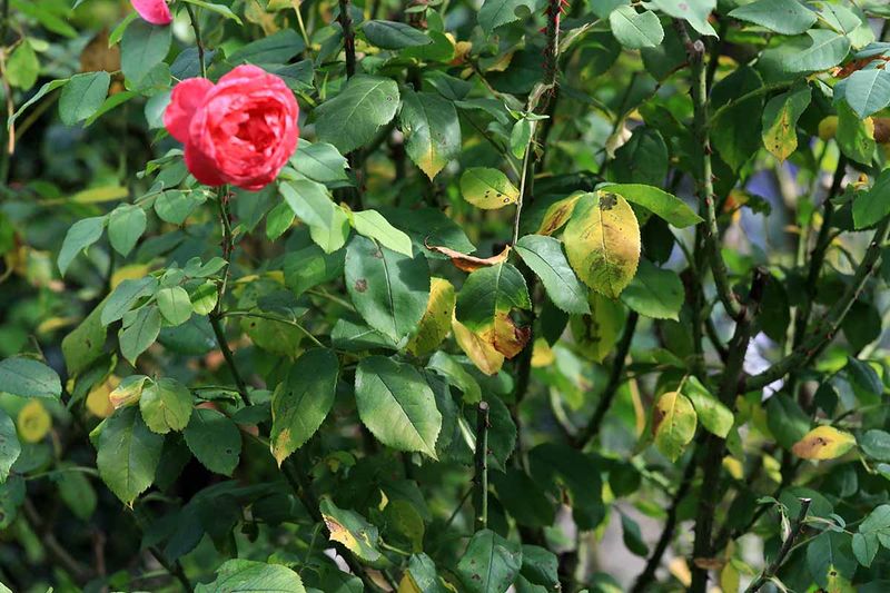 DON'T BOTHER: Hybrid Tea Roses