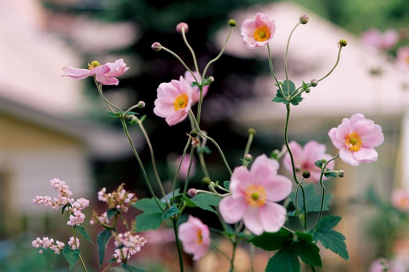 DON'T BOTHER: Japanese Anemone