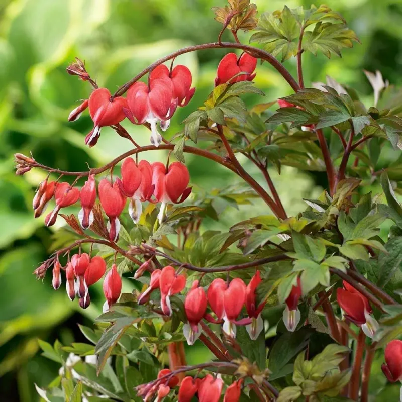 Leave Those Early Bloomers Alone