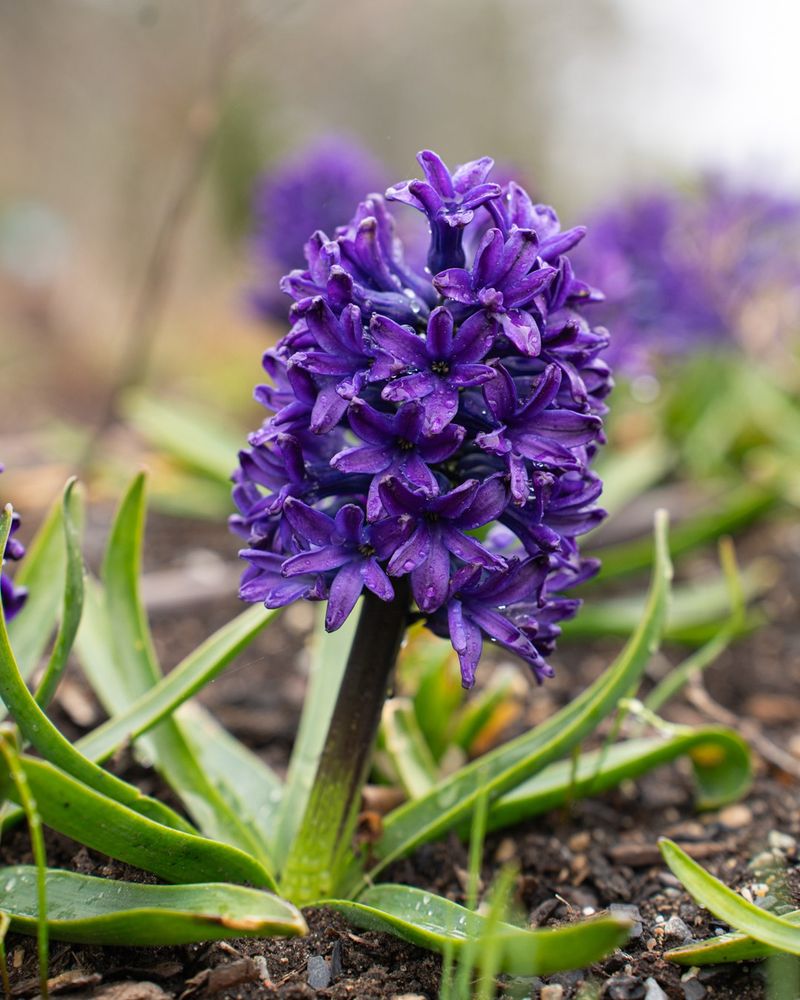 Hyacinths: Fragrant Spring Beauties (Hold Off)
