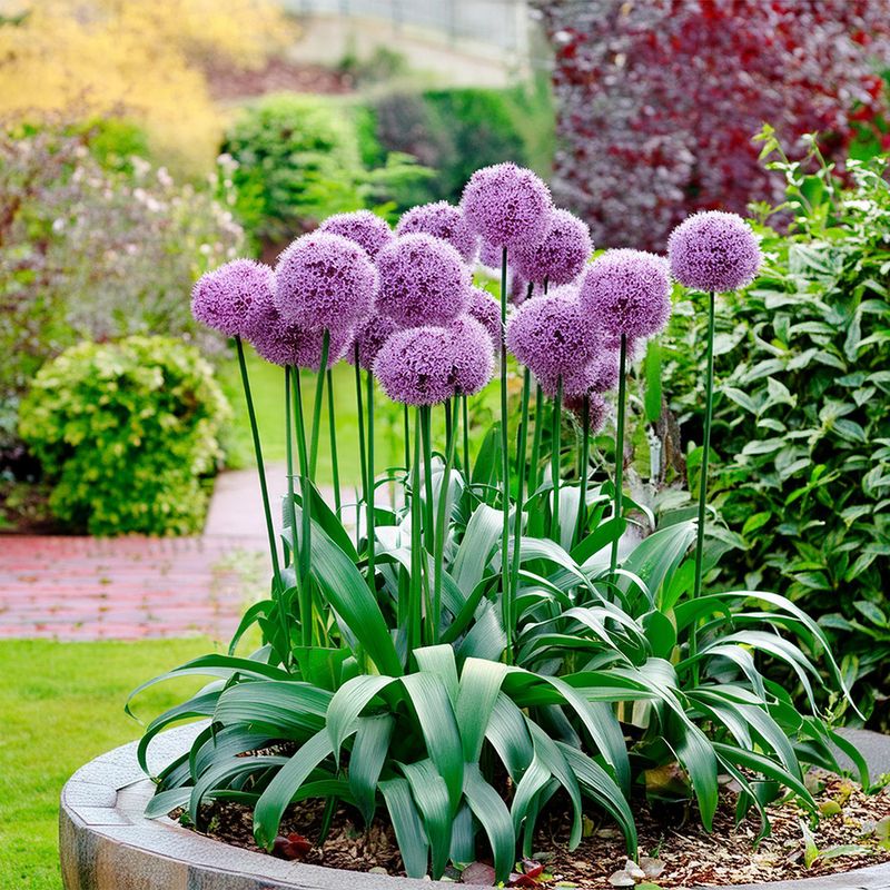 Alliums: Purple Globes on Stems