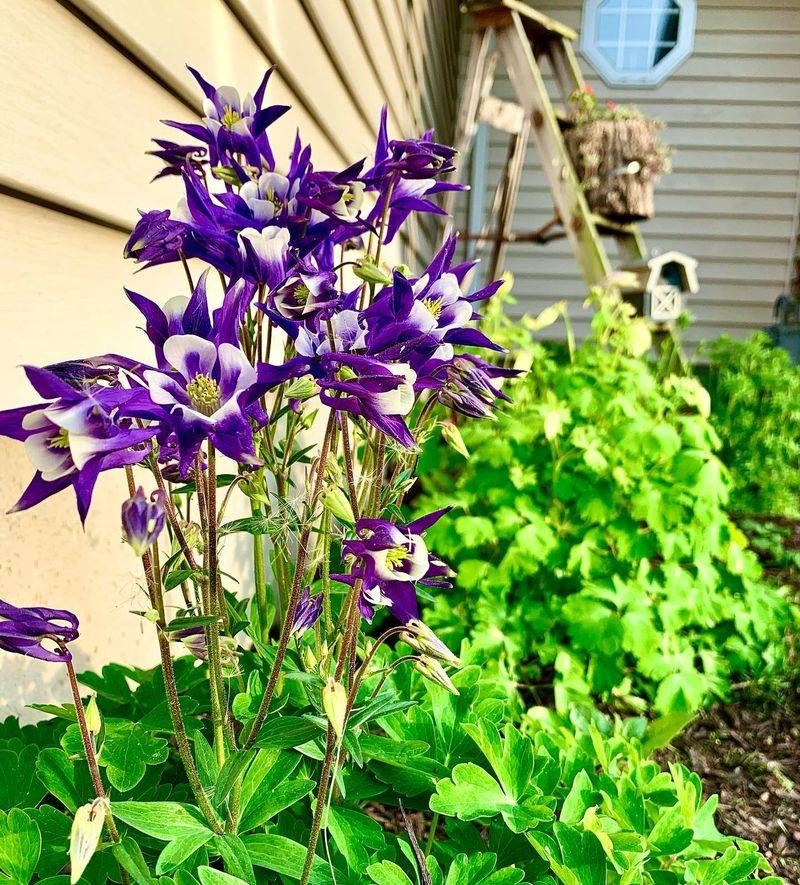 Columbine