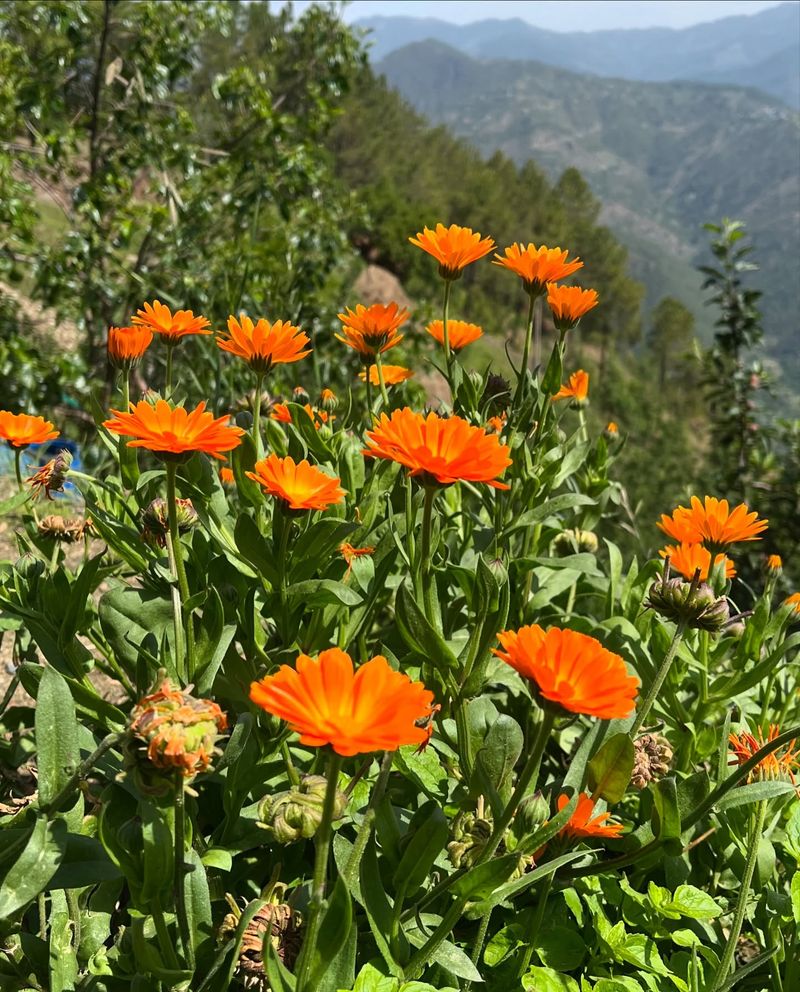 Calendula