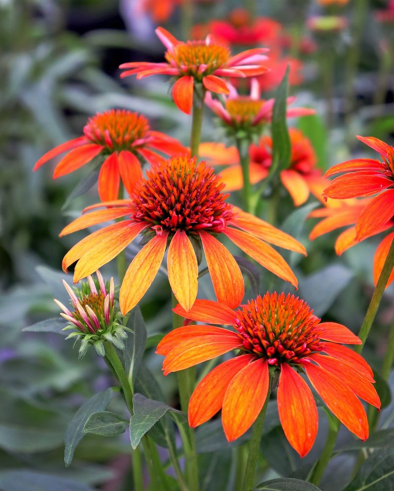 Coneflowers