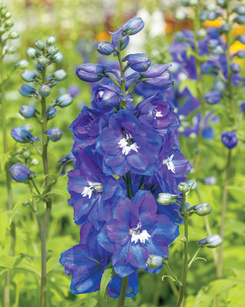Delphiniums
