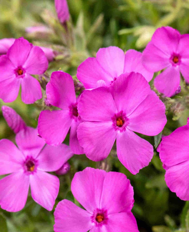Phlox (Annual) - Carpet Of Starry Blooms