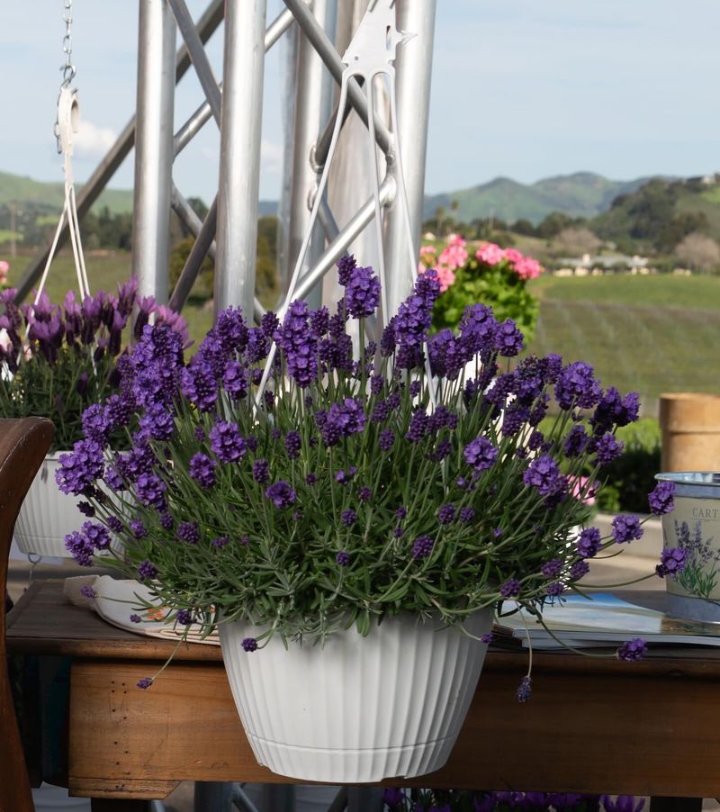 Lavender: A Mediterranean Plant That Struggles Elsewhere