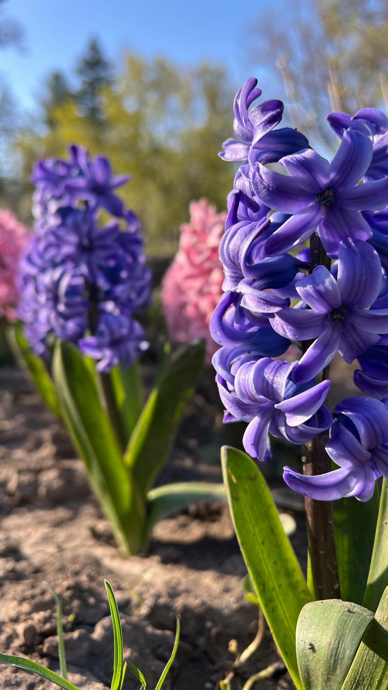 Hyacinths: Fragrant Spring Treasures
