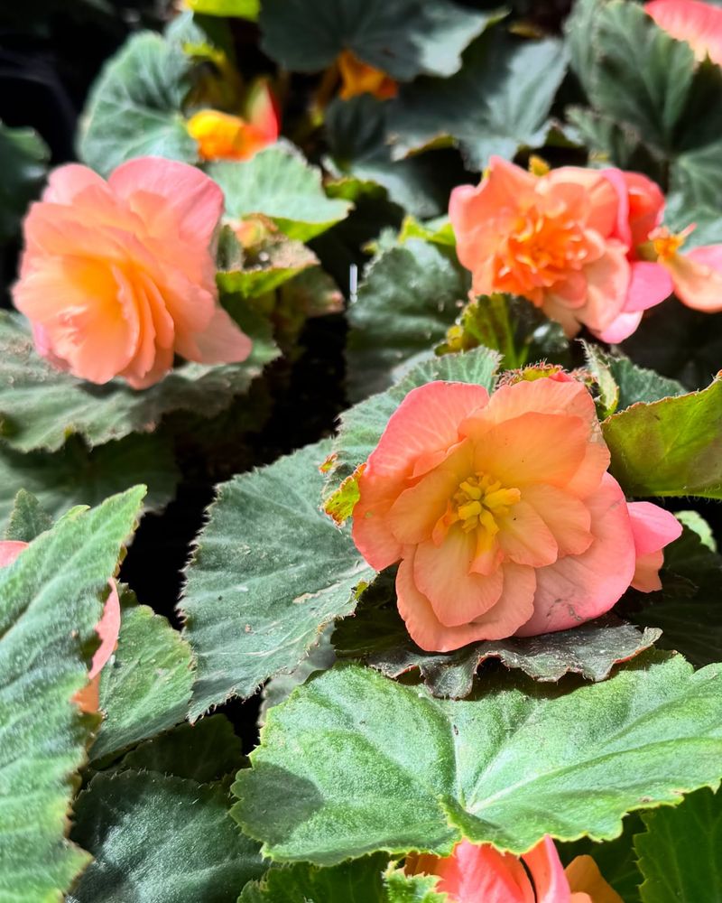 Begonia Tubers: Shade Garden Champions