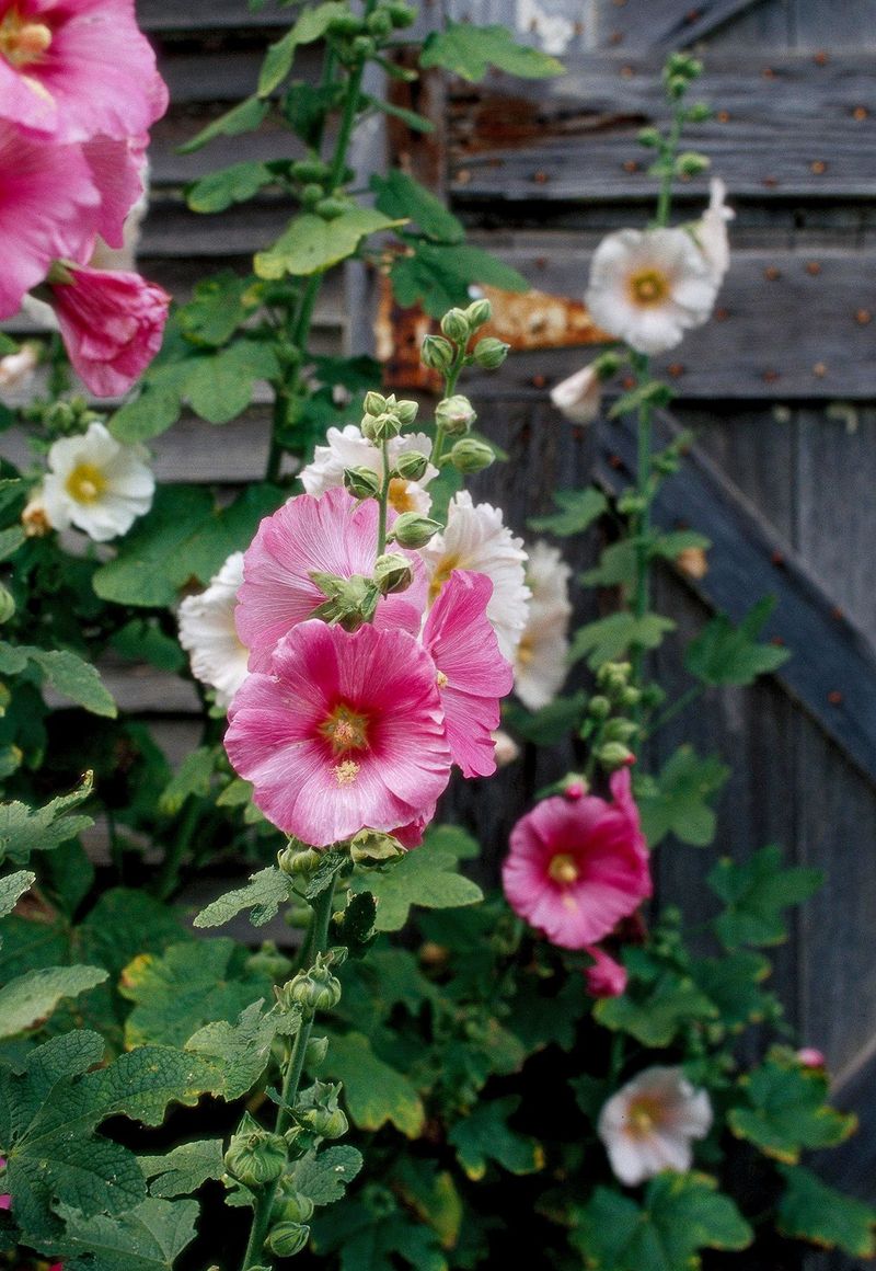 Hollyhocks: Biennial Beauties Plagued By Rust