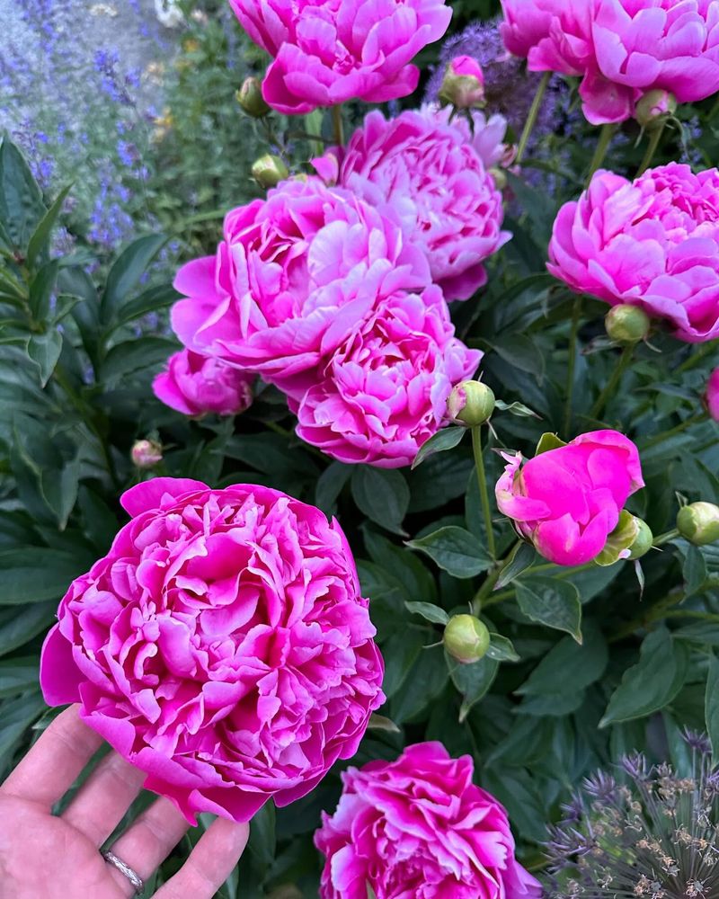 Peonies