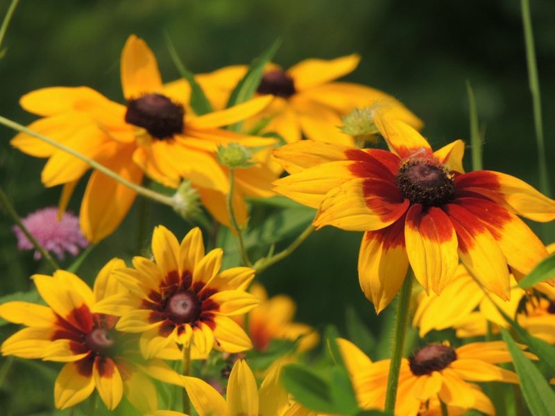 Black-Eyed Susans
