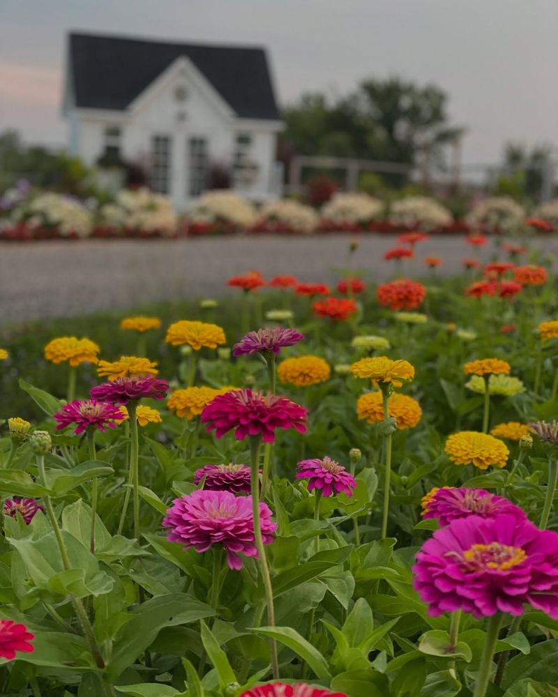 Zinnias