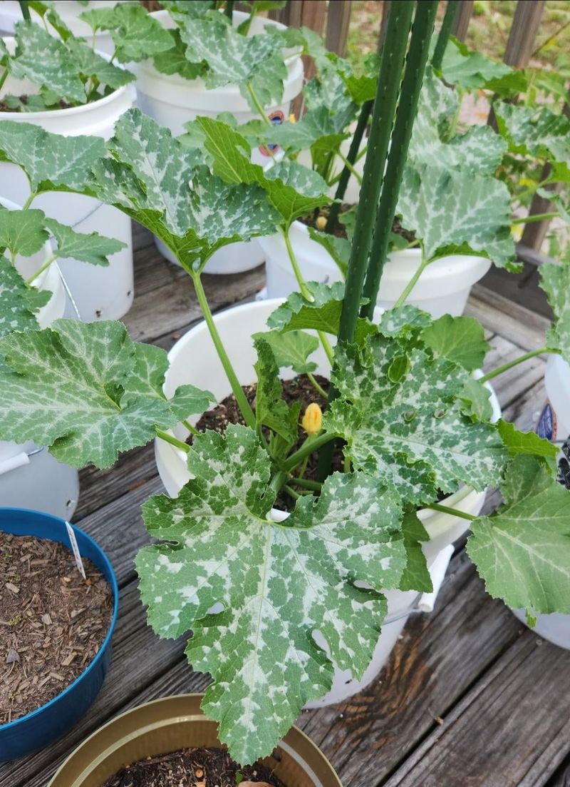Stunted Growth