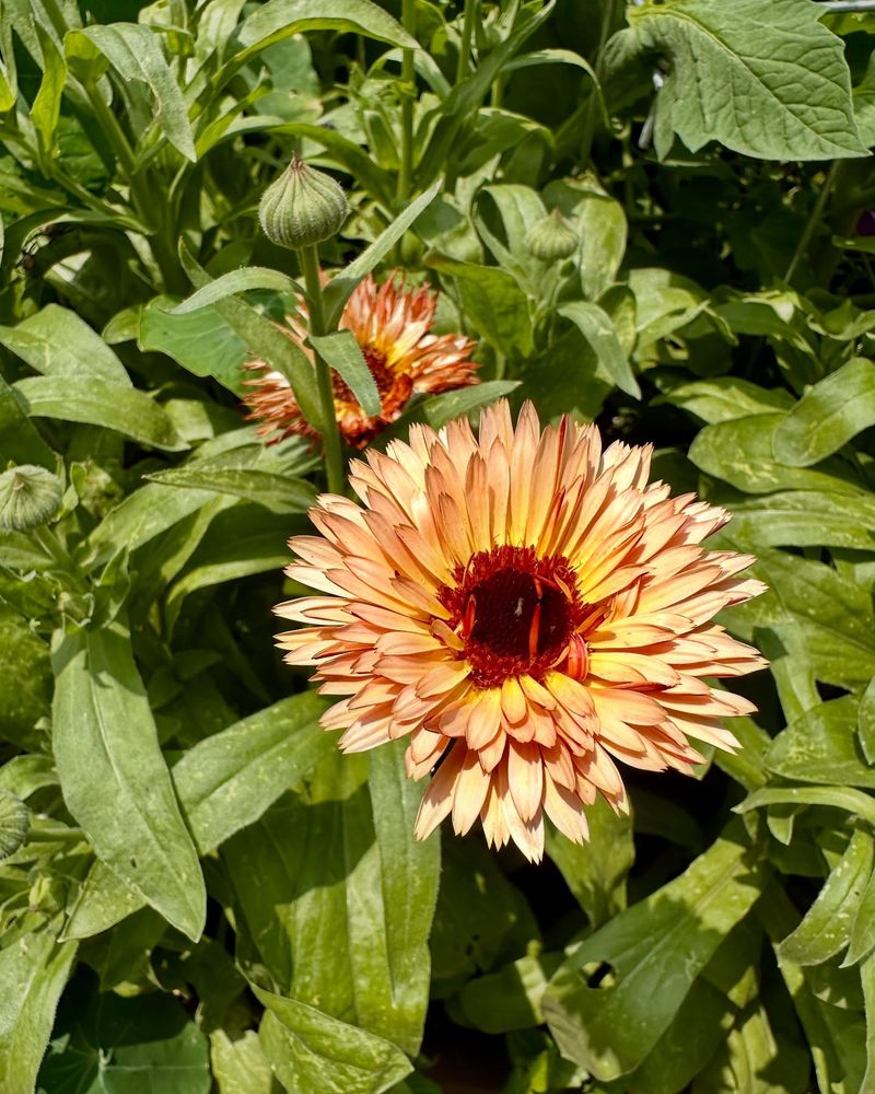 Cheerful Calendulas