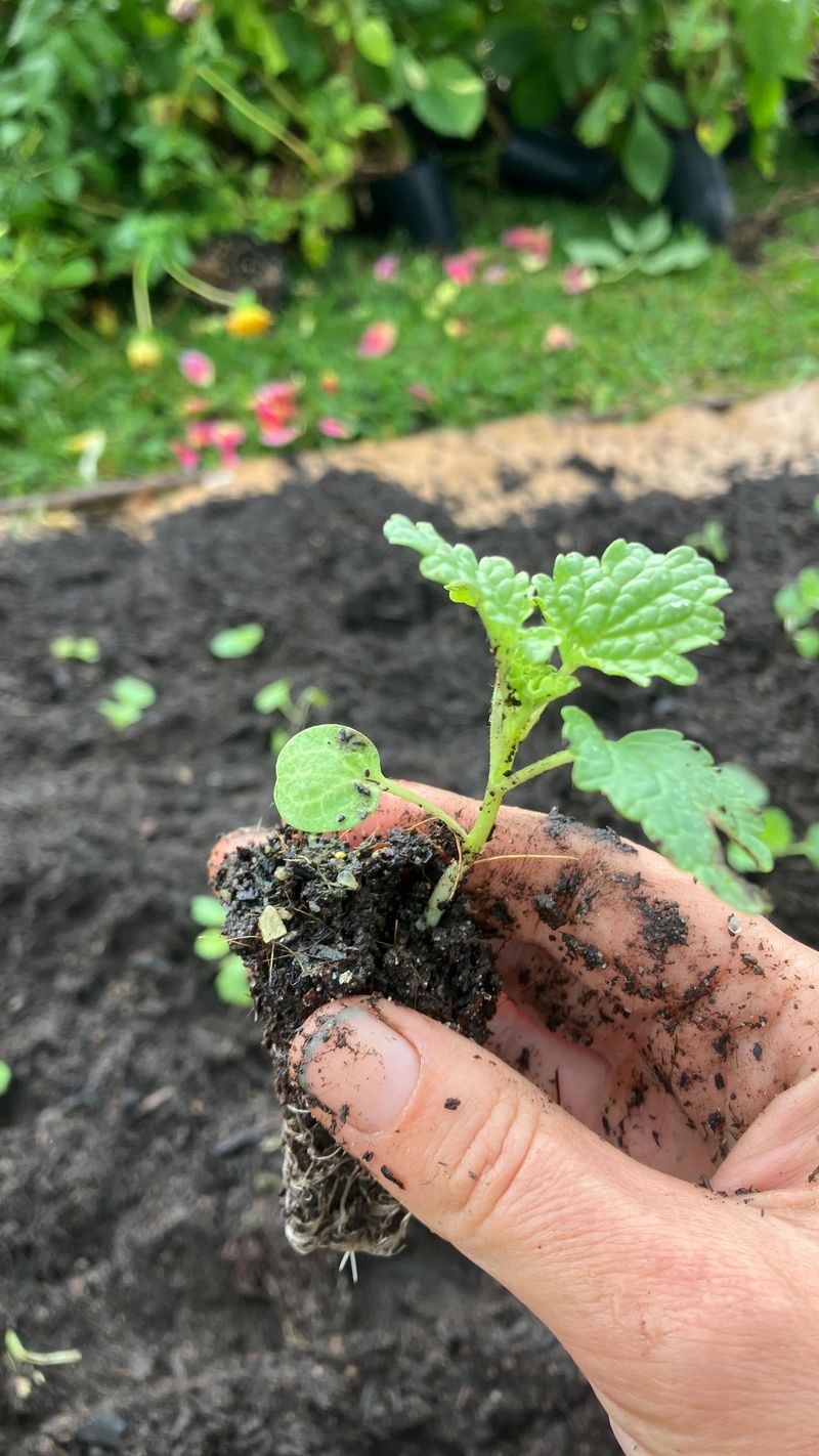 Green Manure Trench