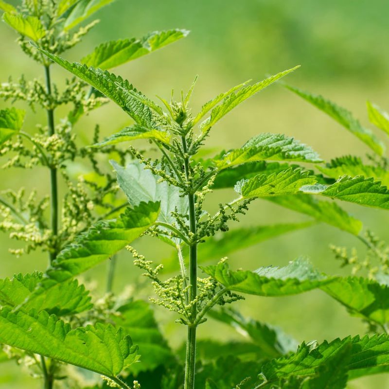 Stinging Nettle: The Pain-Inducing Menace