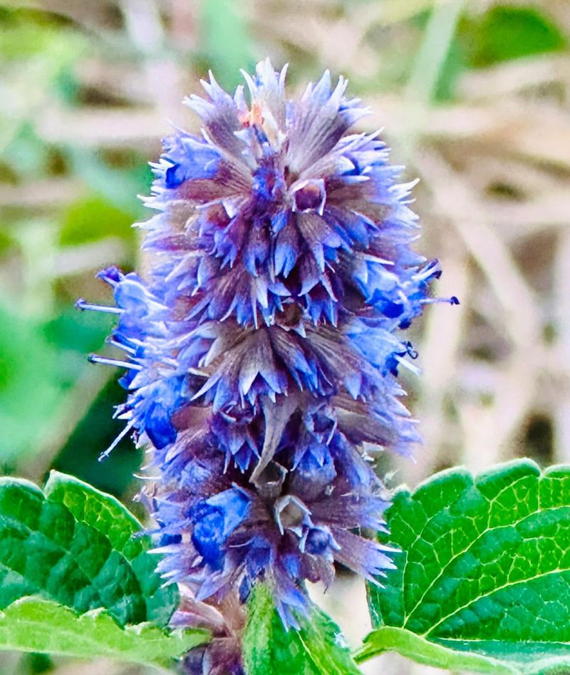 Anise
