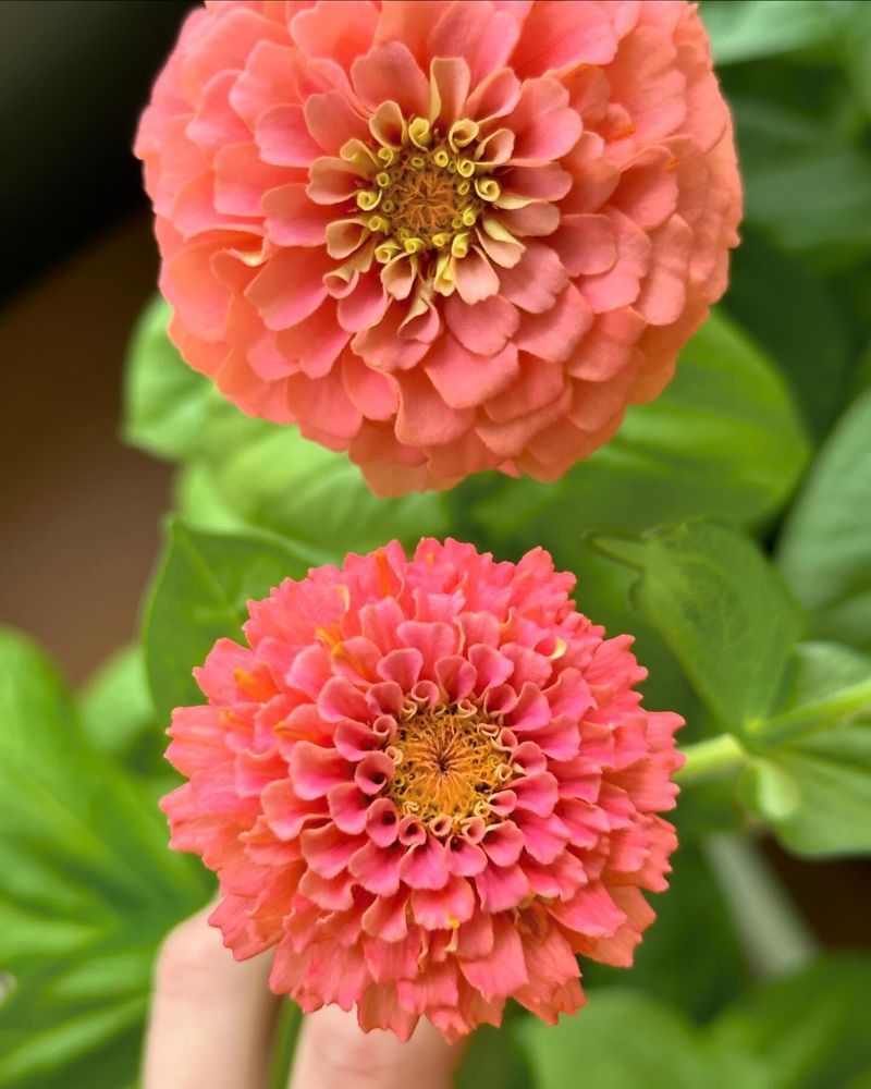 Zinnias