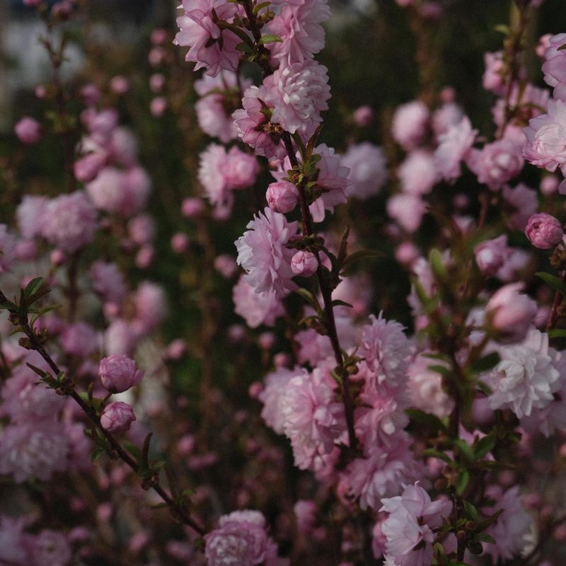 Flowering Almond