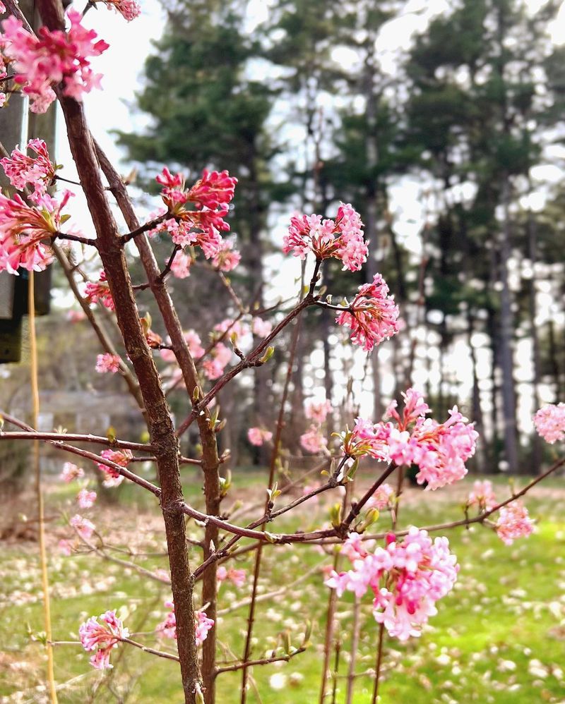 Viburnum (Viburnum x bodnantense)