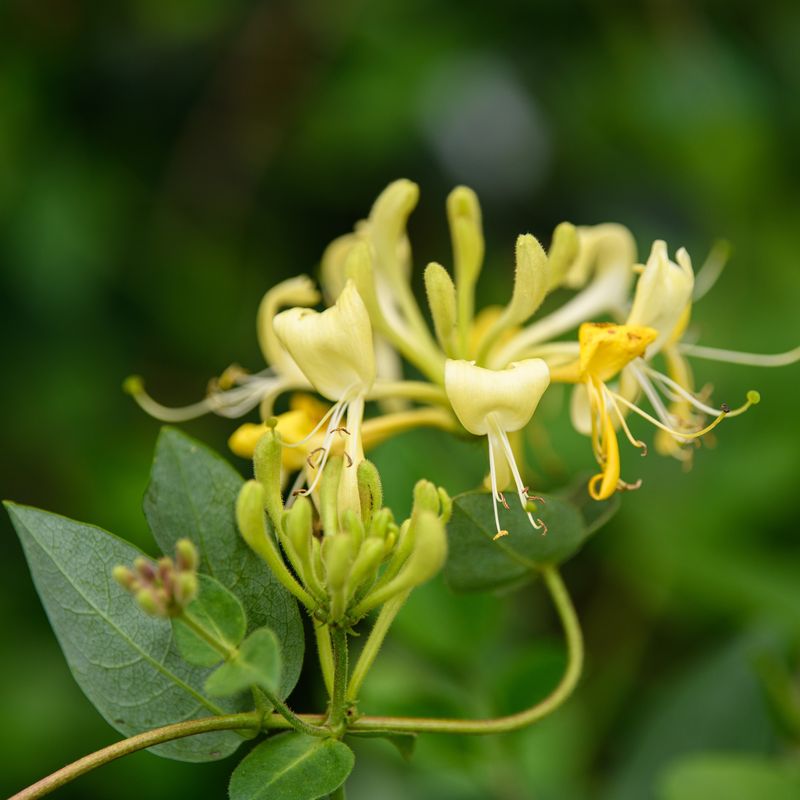 Honeysuckle: Nature's Perfume Factory