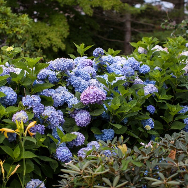 Blue Hydrangea (Hydrangea macrophylla)