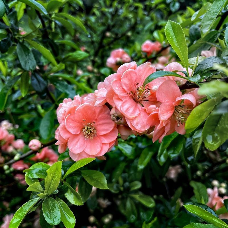 Flowering Quince