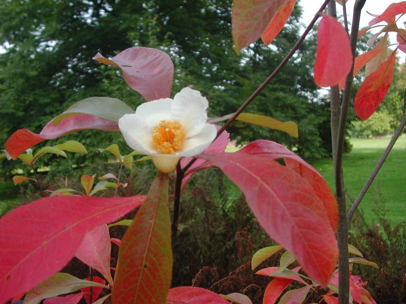 Franklinia (Franklin Tree)