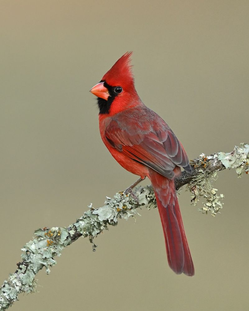 Northern Cardinal